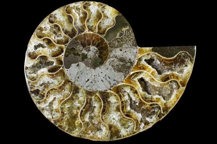 Cut & Polished Ammonite Fossil (Half) - Agate Replaced #146200